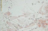 Pluteus cyanopus image