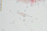 Pluteus cyanopus image