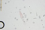 Pluteus cyanopus image