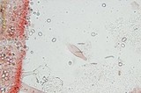 Pluteus cyanopus image