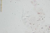 Pluteus cyanopus image