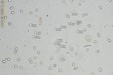 Pluteus cyanopus image