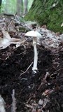 Amanita citrina var. citrina image