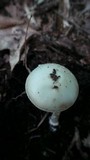 Amanita citrina var. citrina image