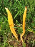 Clavulinopsis laeticolor image