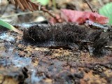 Stemonitis fusca image