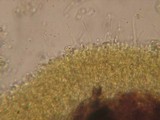 Phlebia subochracea image