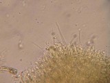 Phlebia subochracea image