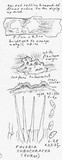 Phlebia subochracea image