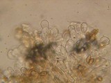 Naucoria alnetorum image