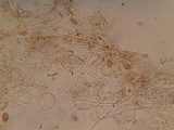 Naucoria alnetorum image