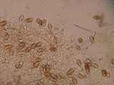 Naucoria alnetorum image