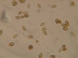 Naucoria alnetorum image