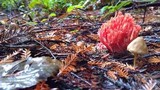 Ramaria araiospora image