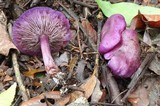 Tricholosporum tropicale image