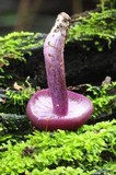 Tricholosporum tropicale image