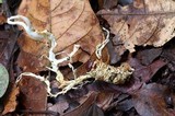 Ophiocordyceps melolonthae image