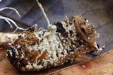 Ophiocordyceps melolonthae image