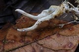 Ophiocordyceps melolonthae image