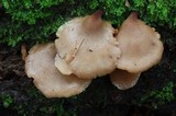 Auriscalpium villipes image