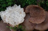 Auriscalpium villipes image