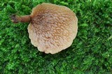 Auriscalpium villipes image