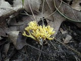 Clavulinopsis corniculata image