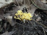 Clavulinopsis corniculata image
