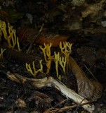 Clavulinopsis corniculata image