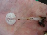 Mycena pura image
