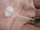 Mycena pura image