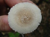 Amanita farinosa image
