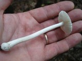 Amanita farinosa image