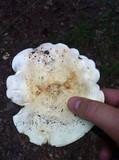 Lactarius vellereus image