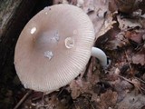 Amanita rhacopus image