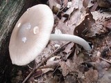 Amanita rhacopus image