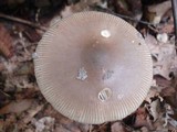 Amanita rhacopus image