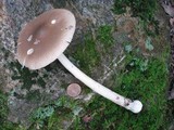 Amanita rhacopus image