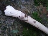 Amanita rhacopus image