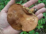 Bothia castanella image