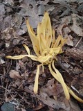 Clavulinopsis fusiformis image