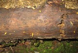 Calocera cornea image