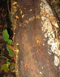 Calocera cornea image