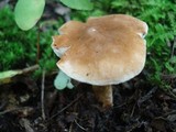 Gyroporus castaneus image