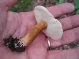 Gyroporus castaneus image