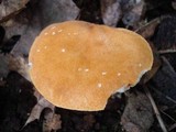 Gyroporus castaneus image