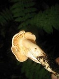 Cuphophyllus pratensis image