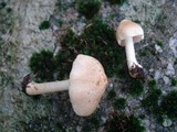 Inocybe rimosoides image