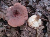 Lactarius corrugis image