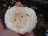 Lactarius deceptivus image